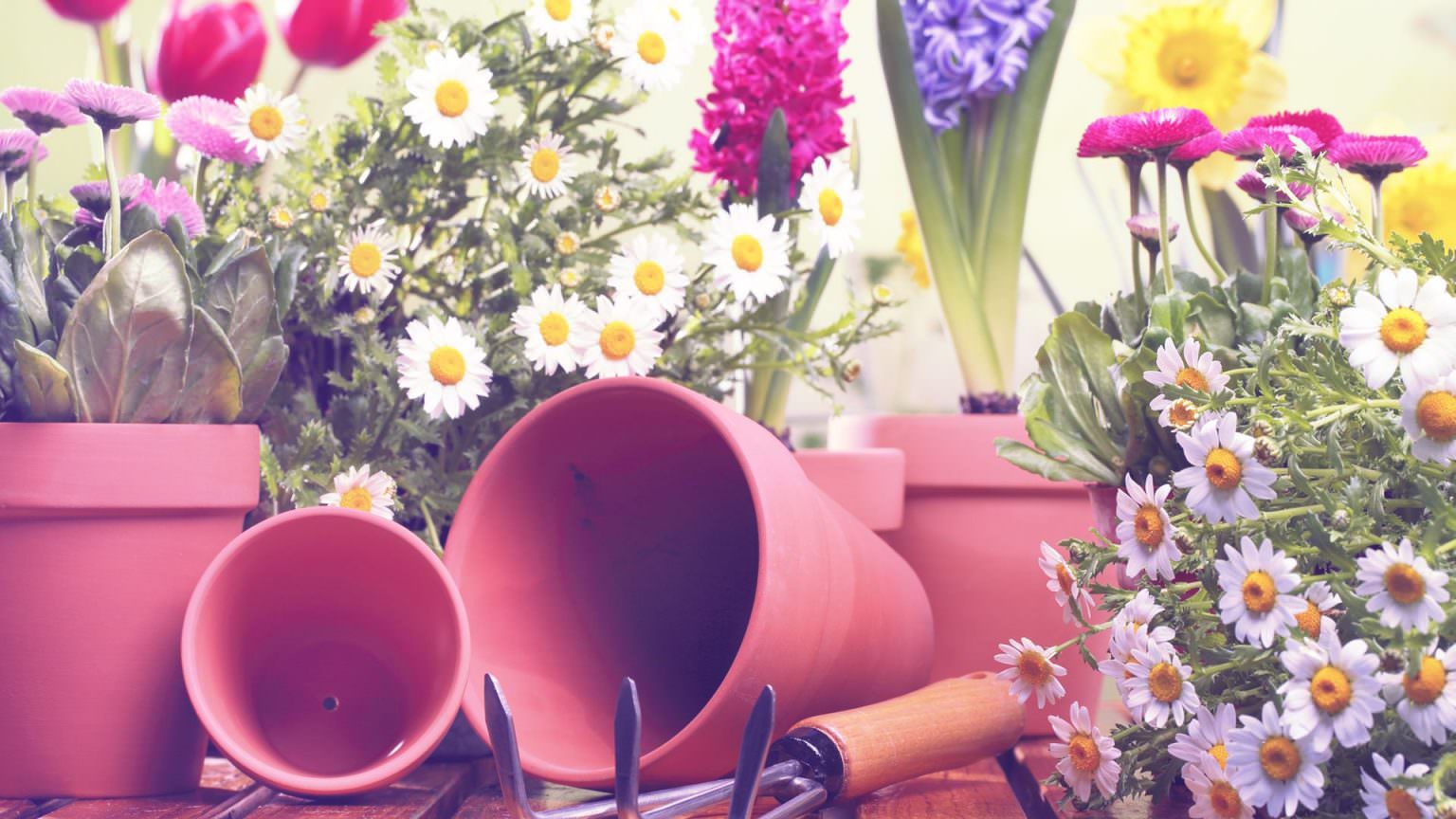 Flores Naturais x Flores Artificiais: Qual o melhor custo benefício?