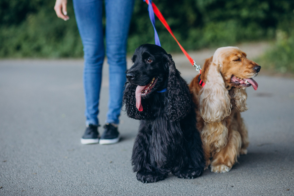 Dog walker é uma possibilidade de renda extra em 2027
